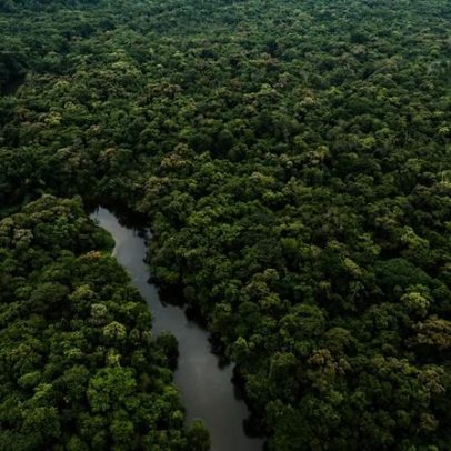 Brasil pode transformar florestas em ativo econômico global, aponta estudo