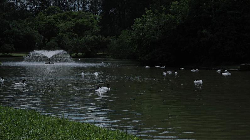 1 de 1 Parque Zoológico de Sapucaia do Sul, na região metropolitana de Porto Alegre (RS) - Metrópoles