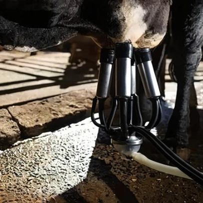 Verticalização e bem-estar animal ganham espaço nos laticínios brasileiros