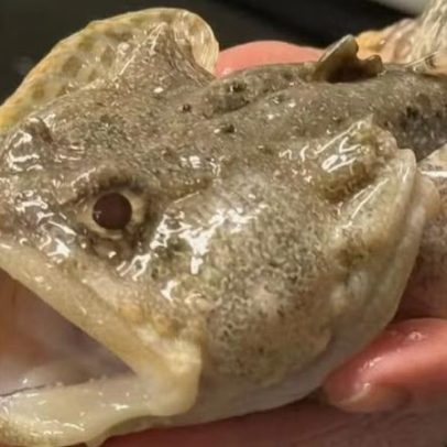 Microbiota dos peixes pode ser essencial para a saúde do oceano, aponta estudo