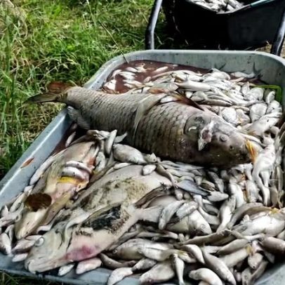 Ondas de calor afetam aves e peixes e aumentam riscos para a biodiversidade