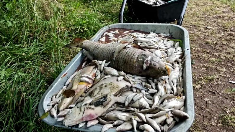 Peixes morrem com onda de calor na Europa em 2025 — Foto: Asociación Checa de Pesca.
