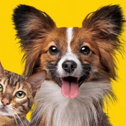 Feira de adoção de cães e gatos ocorre em Contagem neste sábado (27/6)