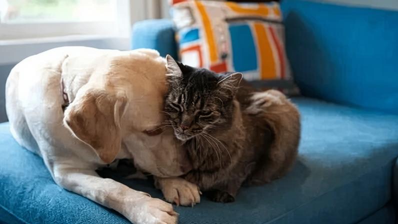 Entenda o papel dos simbióticos para cães e gatos