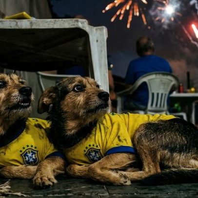 Copa 2026: orientações para proteger pets do medo de fogos
