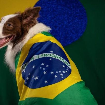 Pets na Copa do Mundo: 7 dicas para proteger seus animais