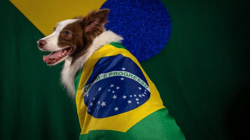 Planejar a rotina dos pets antes dos jogos minimiza impactos negativos