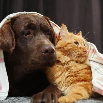 Cuidados com pets no inverno: mitos e verdades explicados por especialista