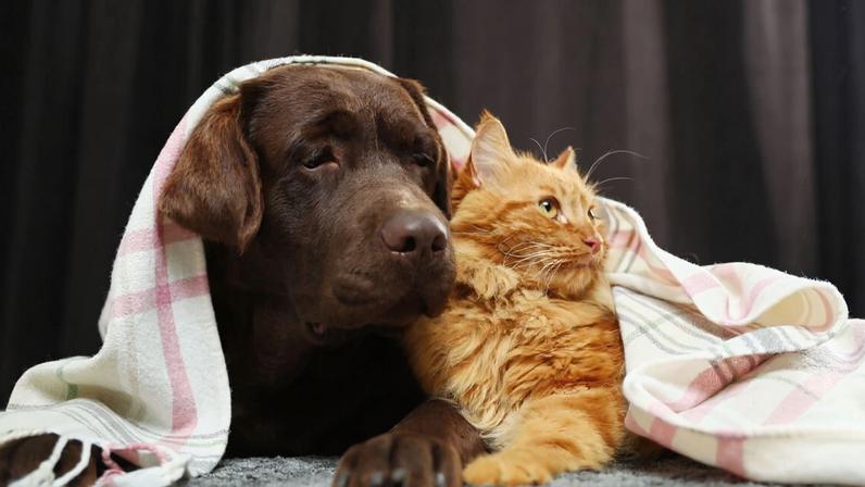 Os pets precisam de cuidados redobrados no inverno