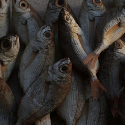 Tarifaço: associação dos EUA defenderá o pescado brasileiro
