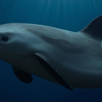 Vaquita à beira da extinção recebe seguro digital para preservar sua história