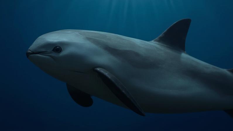 Vaquita, o mamífero marinho mais ameaçado do mundo — Foto: Alfokrads via Wikimedia Commons under CC BY-SA 4.0