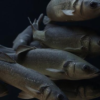 Impacto temporário do aquecimento global na reprodução de peixes