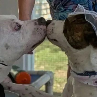 Cães sobem ao altar em cerimônia em abrigo