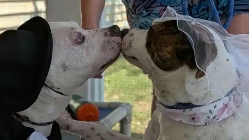 Cães sobem ao altar em cerimônia encantadora dentro de abrigo