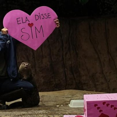 Lontras resgatadas vão morar juntas e ganham data especial no Dia dos Namorados