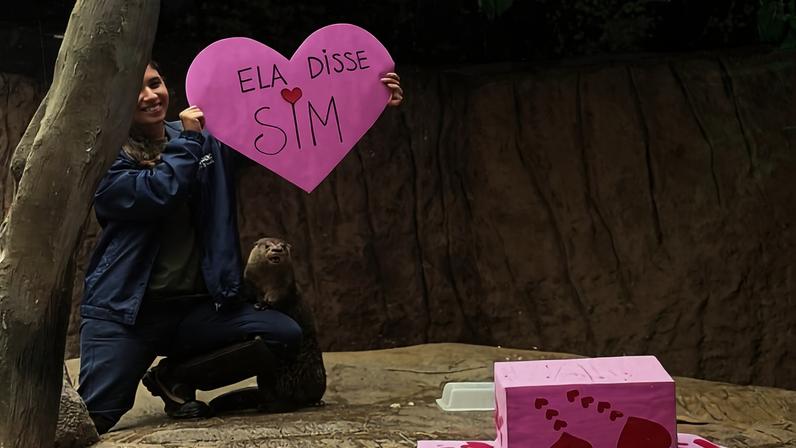 Dia dos Namorados: lontras resgatadas passam a morar juntas em SC