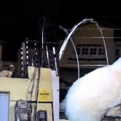 Cão shih tzu é resgatado após ficar preso em cerca elétrica no Ceará