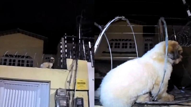 Cão Shih Tzu é resgatado após ficar preso em cerca elétrica no Ceará