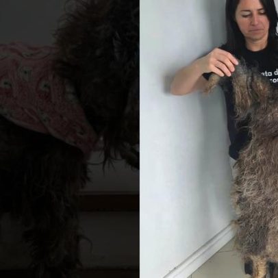 Força-tarefa retira 2 kg de pelos de cadela resgatada no RS