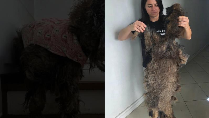 Força-tarefa remove 2 kg de pelos de cadela resgatada no RS