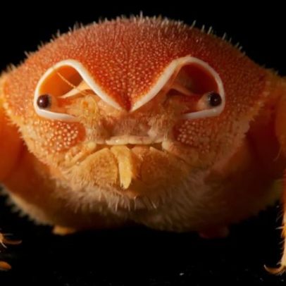 Cientistas descobrem 149 novas espécies nas profundezas do oceano