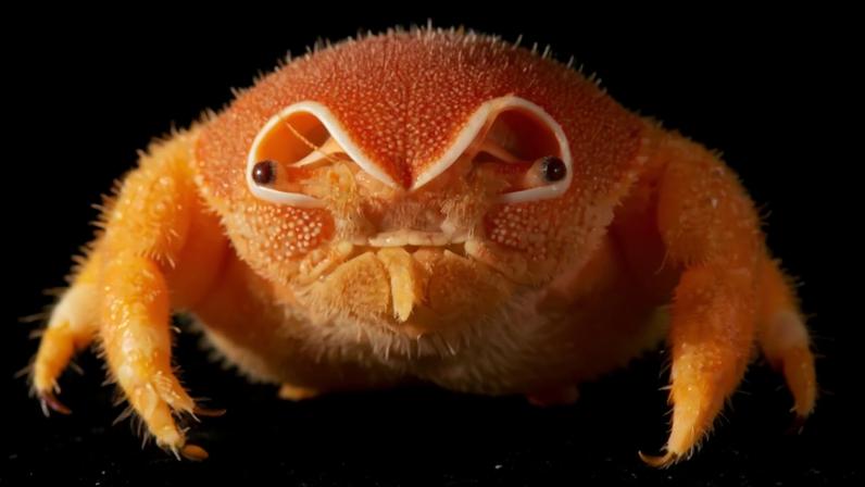 Cientistas descobrem 149 novas espécies nas profundezas do oceano