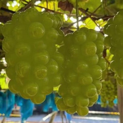 Interior de SP produz uva gigante mais doce que cana-de-açúcar