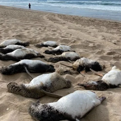 Migração de pinguins em SC deixa quase 800 aves mortas antes do inverno