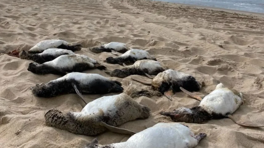 Pinguins-de-Magalhães migram anualmente da Patagônia argentina e das Ilhas Malvinas para o litoral brasileiro durante os meses mais frios do ano.