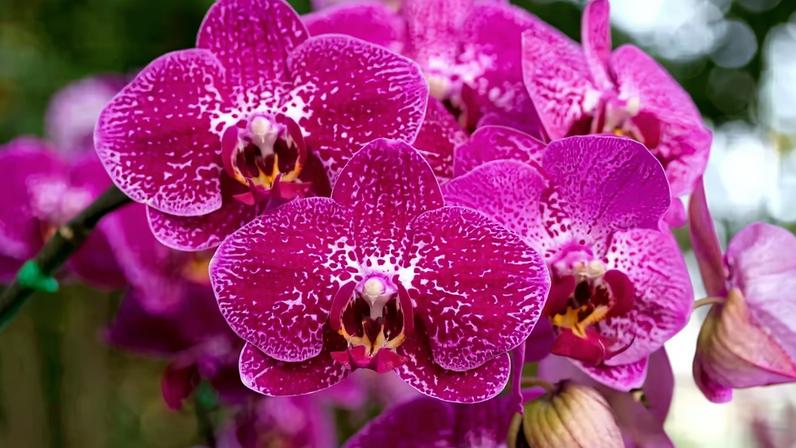 Conhecer as plantas cultivadas é essencial para estimular uma floração mais saudável e duradoura dentro de casa