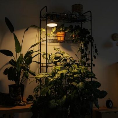 Plantas precisam de cuidados especiais no inverno; veja quais