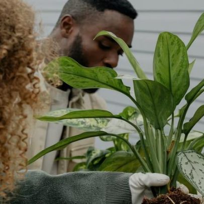 5 dicas para manter o jardim saudável no inverno