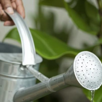 Sete plantas que sobrevivem com rega semanal