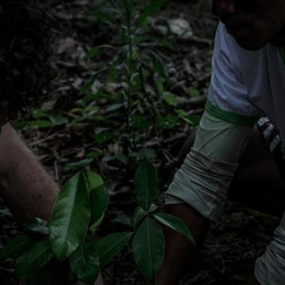 Carbono Neutro: 77 mil mudas, 111 famílias em 15 anos de restauração