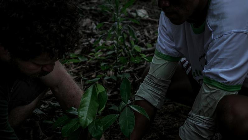 Plantio de mudas pelo projeto Carbono Neutro, do Idesam.