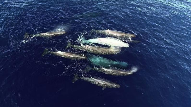 As cachalotes do Mediterrâneo parecem ter se dividido em duas populações distintas, cada uma com seu próprio dialeto