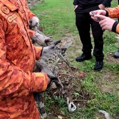 Polícia encontra criadouro de jacarés em operação contra drogas em Belford Roxo