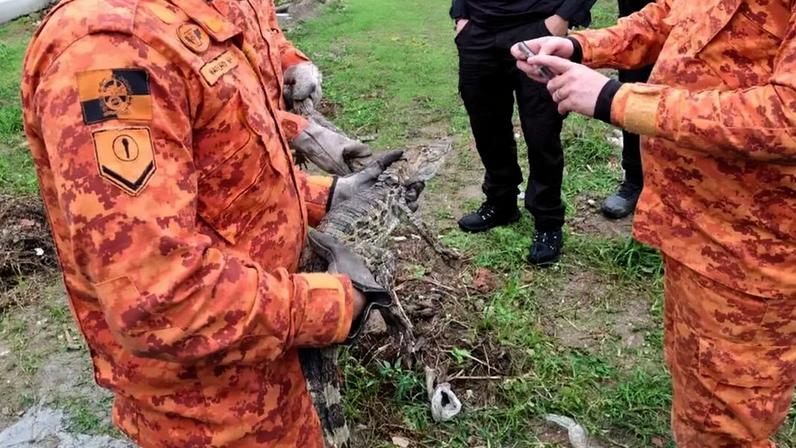 Polícia encontra criadouro de jacarés em operação contra drogas em Belford Roxo