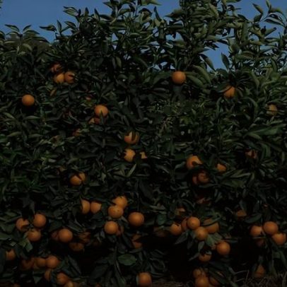 Negociações de laranja 2026/27 começam lentas