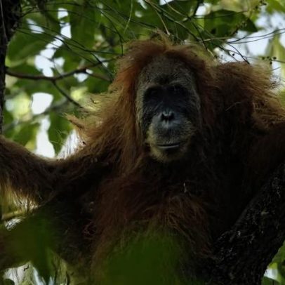 Ciclone reduz população de um dos macacos mais raros do mundo
