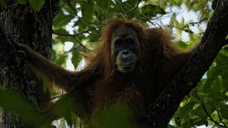 Os orangotangos de Tapanuli são a espécie de grandes símios mais ameaçada de extinção