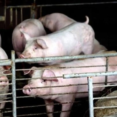 Decisão chinesa pode render R$ 500 milhões ao agronegócio brasileiro