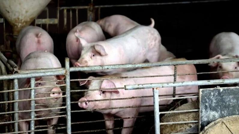 Produtores de suínos são os principais beneficiários do anúncio feito pela China na 3ª feira (2.jun)
