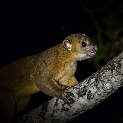 Câmeras noturnas registram vida secreta na copa da floresta, inédita