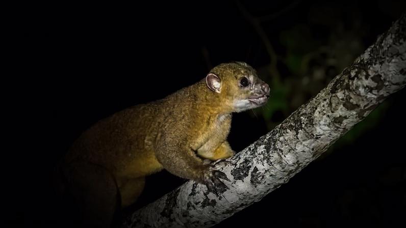 O kinkajou (Potos flavus) é um pequeno mamífero noturno e arborícola das florestas tropicais da América Central e do Sul. Pertence à mesma família dos guaxinins e quatis