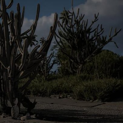 Inventário resgata jardins de Burle Marx e fortalece preservação no Recife