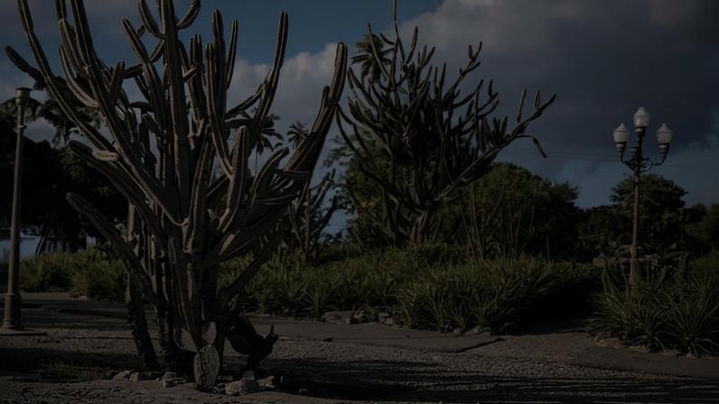 Na Praça Euclides da Cunha (1935), o paisagista Roberto Burle Marx levou em consideração o terreno e seu entorno, com espécies pertencentes às famílias 'Cactaceae', 'Bromeliaceae' e 'Euphorbiaceae', como o xique-xique, o mandacaru e a macambira