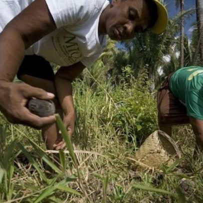 Lei reconhece quebradeiras de coco babaçu como manifestação cultural