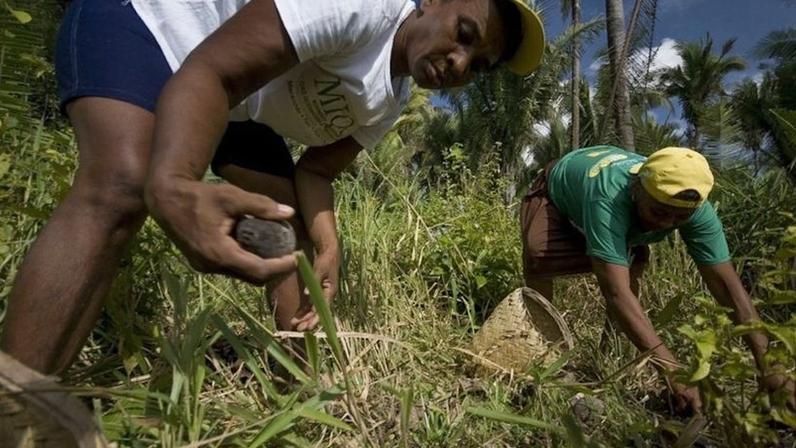 Lei reconhece quebradeiras de coco babaçu como manifestação cultural
